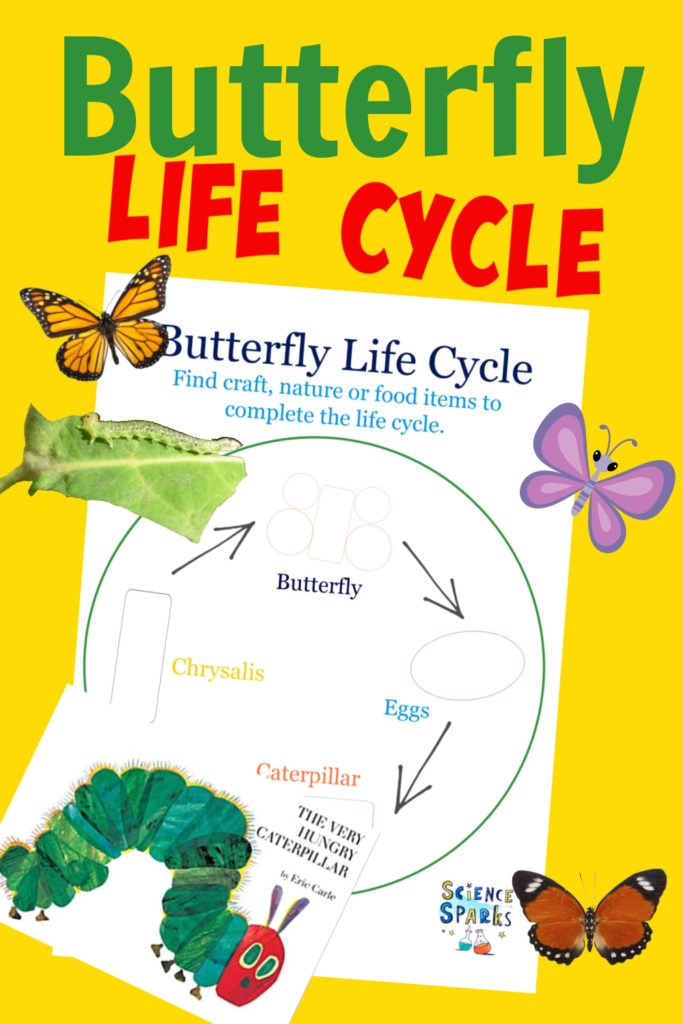 Edible Butterfly Life Cycle Life Cycles Science Sparks Edible Butterfly Life Cycle Life Cycles Science Sparks