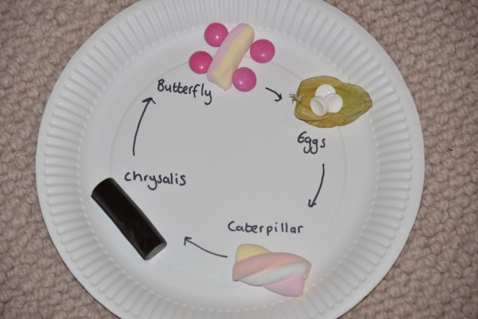 Edible Butterfly Life Cycle