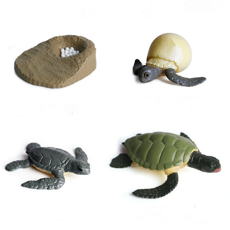 Educational Realistic Turtles Frogs Growth Development Process Model 