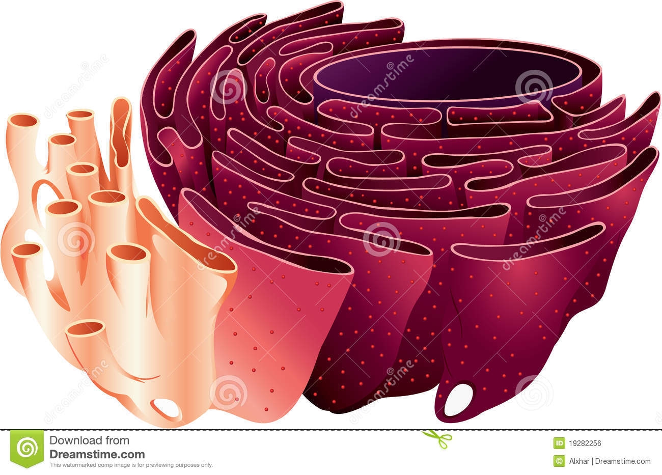 Endoplasmic Reticulum Drawing ERModelExample Endoplasmic Reticulum Drawing ERModelExample