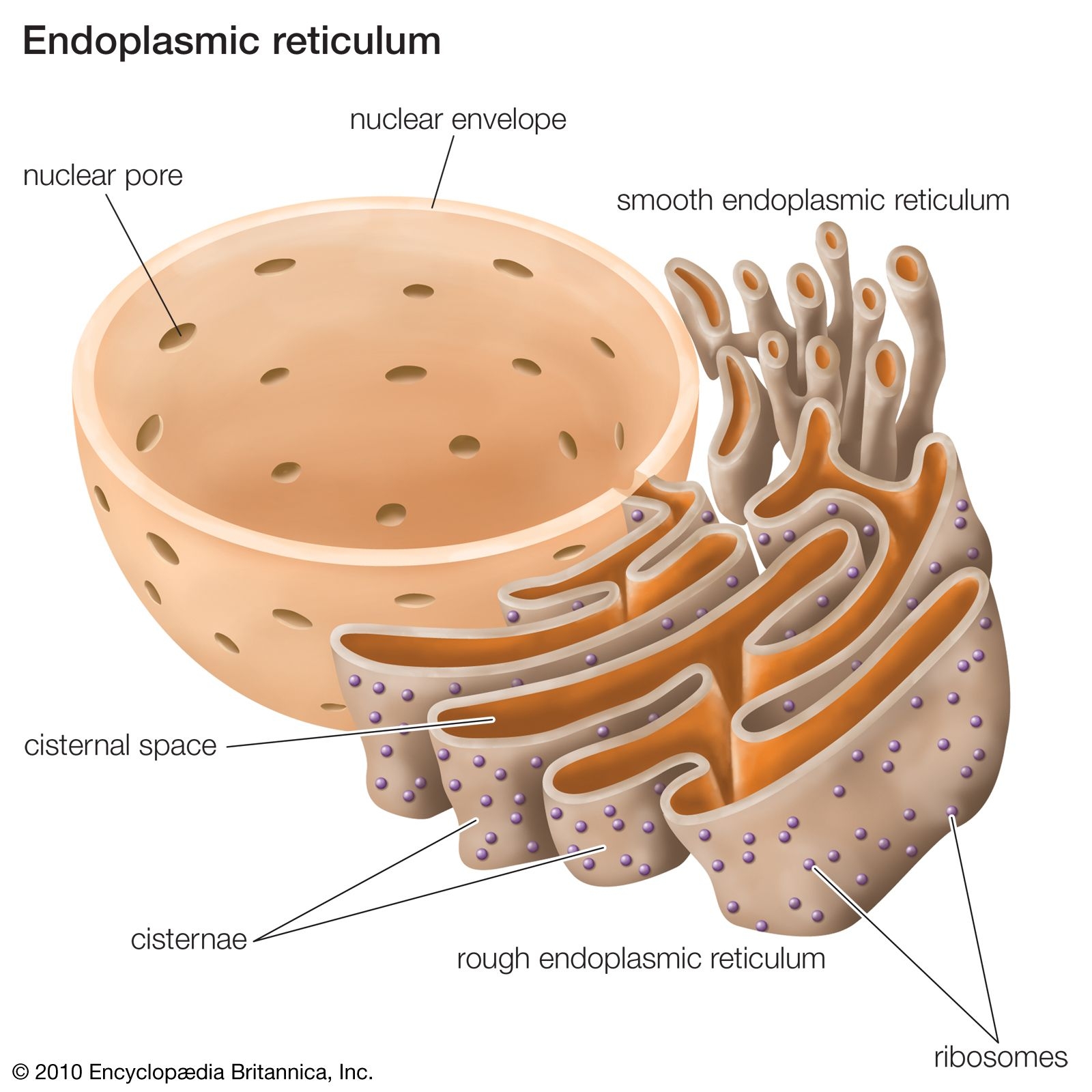 what color is endoplasmic reticulum what color is endoplasmic reticulum