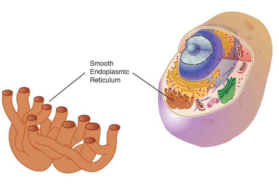 Endoplasmic Reticulum Smooth