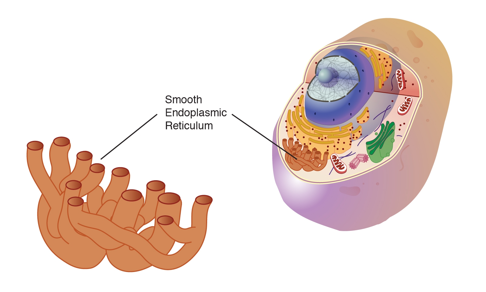 Endoplasmic Reticulum Smooth Endoplasmic Reticulum Smooth