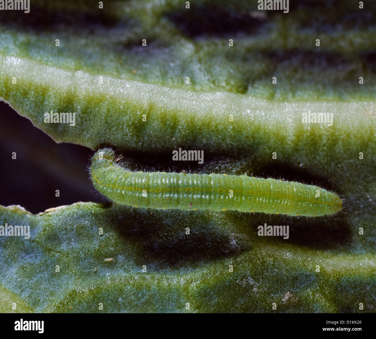 EUROPEAN CABBAGE BUTTERFLY CABBAGE WHITE BUTTERFLY PIERIS RAPAE LARVA EUROPEAN CABBAGE BUTTERFLY CABBAGE WHITE BUTTERFLY PIERIS RAPAE LARVA