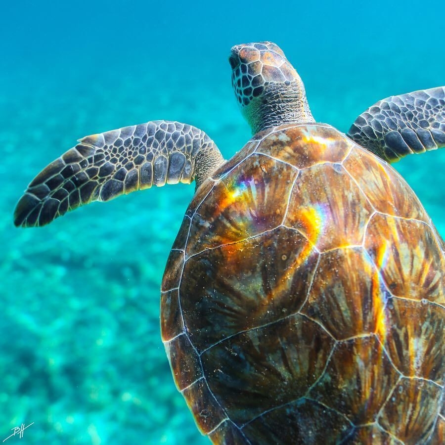 Every Shell Is Different The Patterns And Colors Unique With Every One Every Shell Is Different The Patterns And Colors Unique With Every One