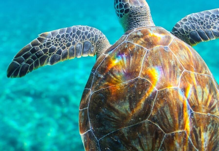 Every Shell Is Different The Patterns And Colors Unique With Every One