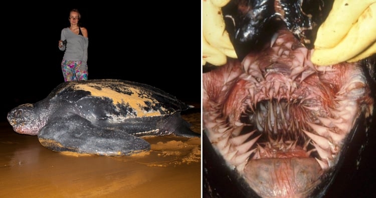 Excavating Leatherback Sea Turtle Nests Geographic Excavating Leatherback Sea Turtle Nests Geographic