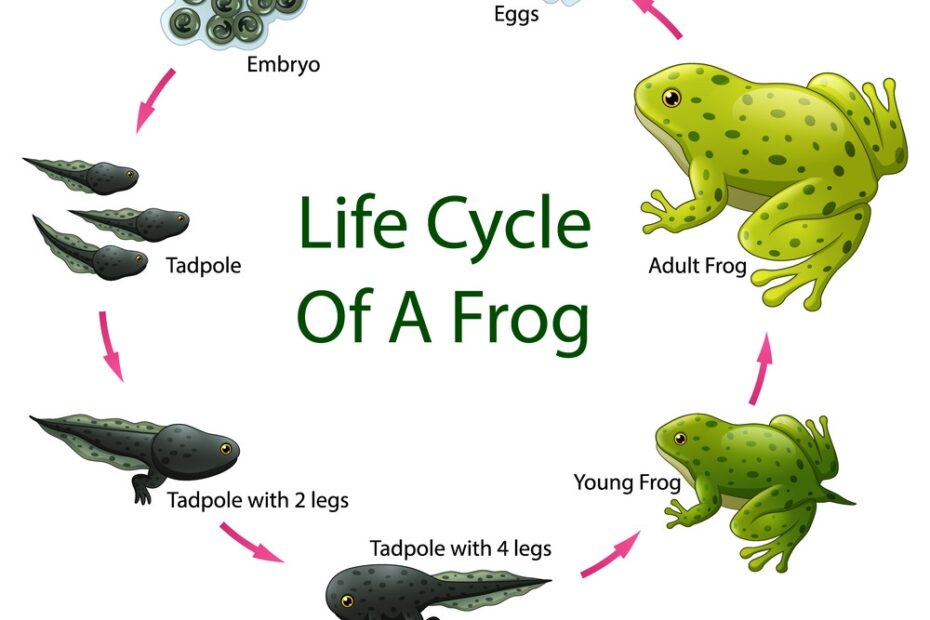 Facts About Frogs Life Cycle My XXX Hot Girl