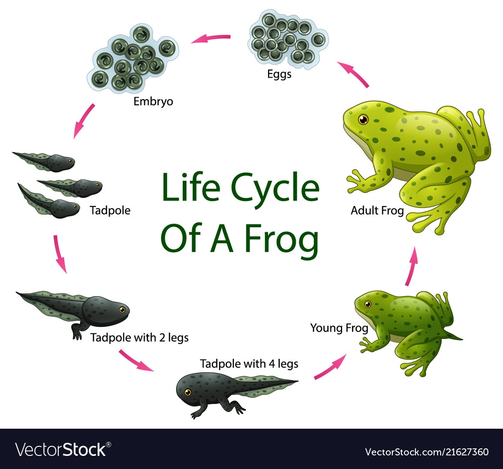 Facts About Frogs Life Cycle My XXX Hot Girl Facts About Frogs Life Cycle My XXX Hot Girl