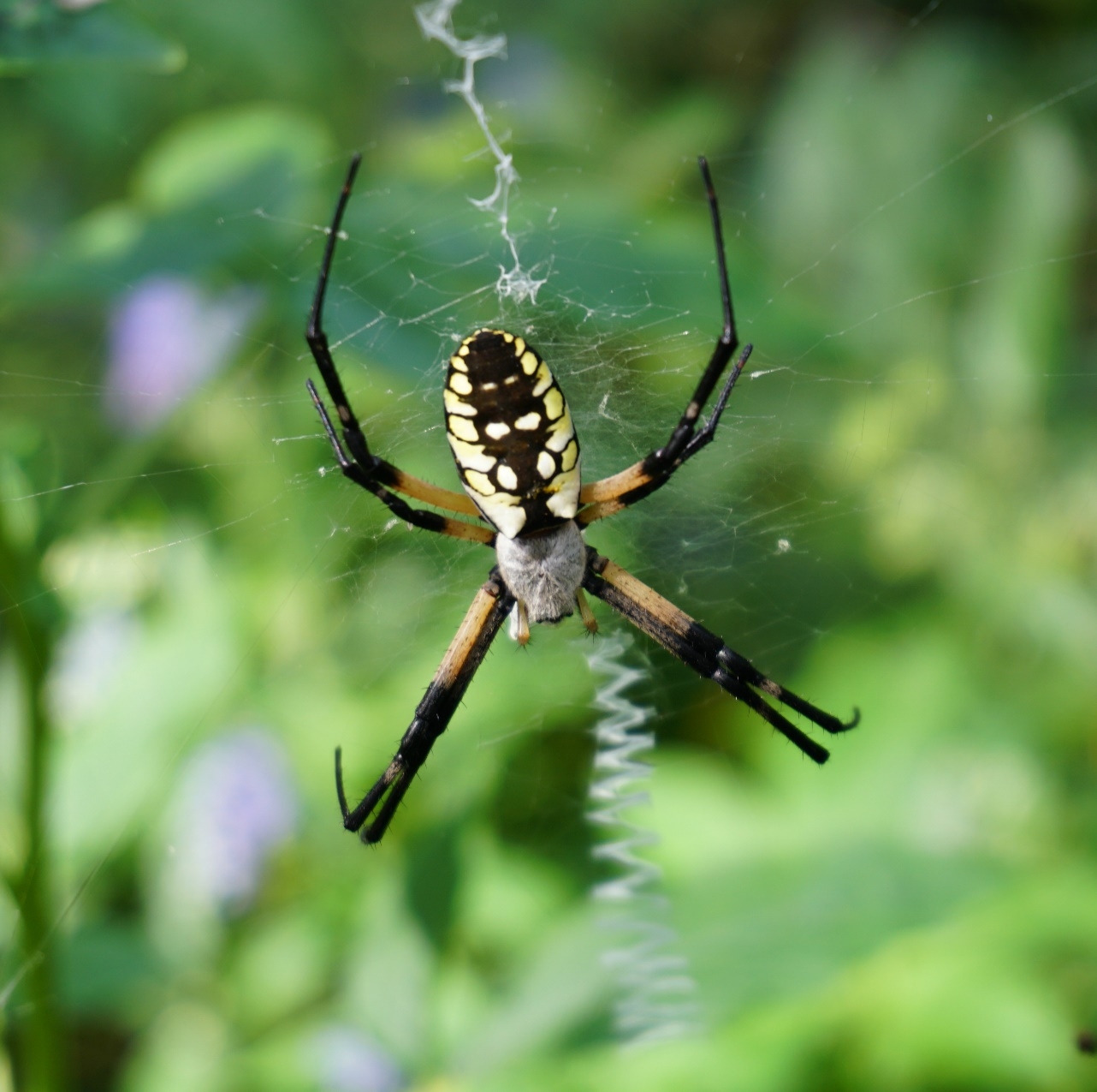 Facts About Yellow Garden Spiders Fasci Garden Facts About Yellow Garden Spiders Fasci Garden