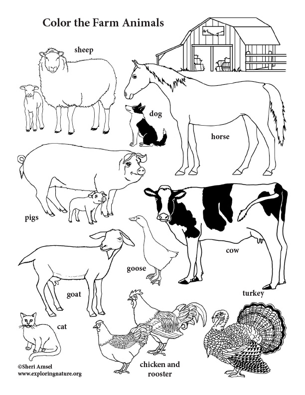 Farm Animals Coloring Page Vertical Farm Animals Coloring Page Vertical