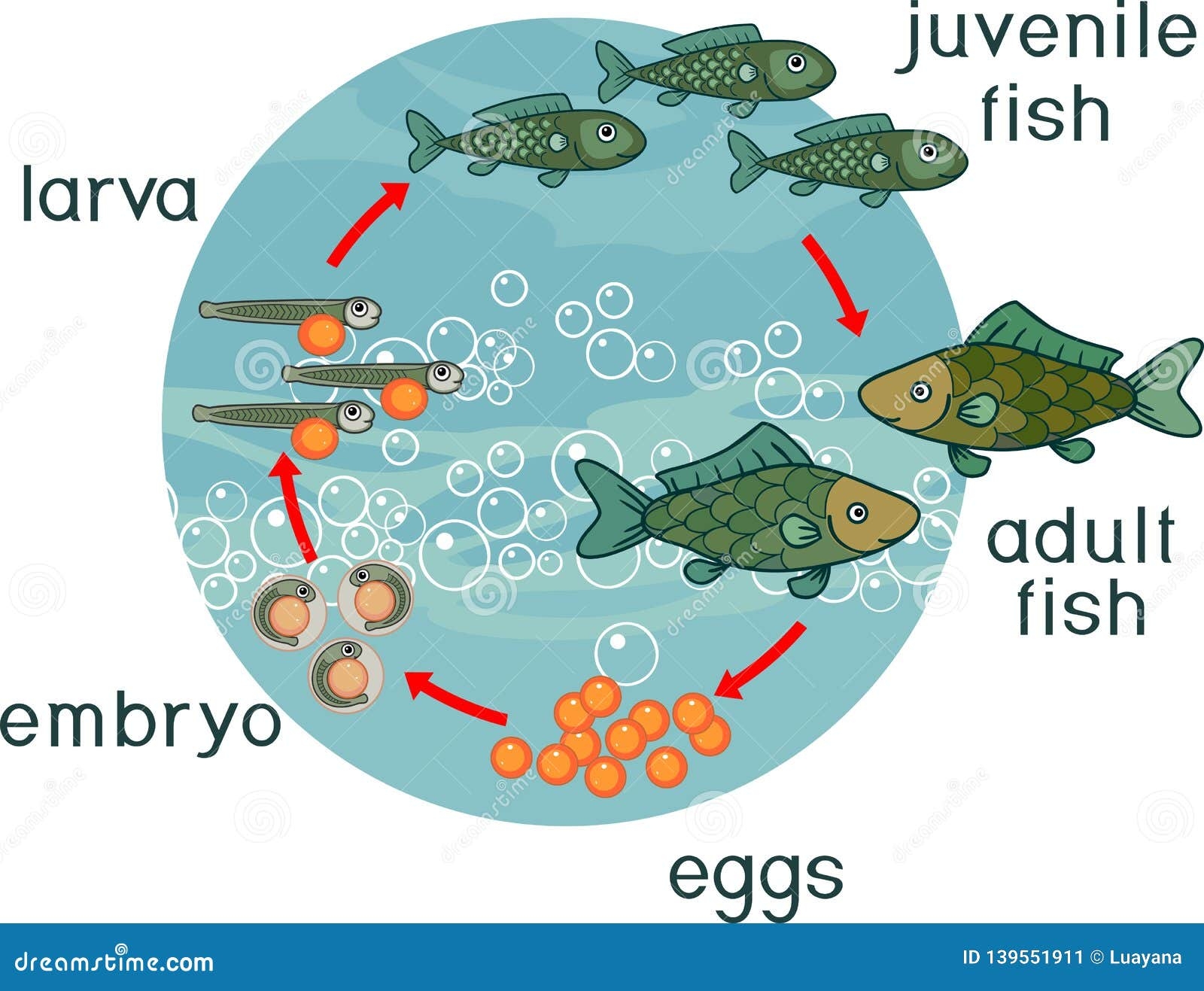A Fish Life Cycle