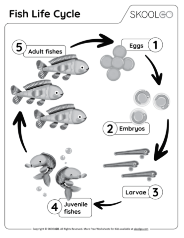 Fish Life Cycle Worksheet Fish Life Cycle Worksheet