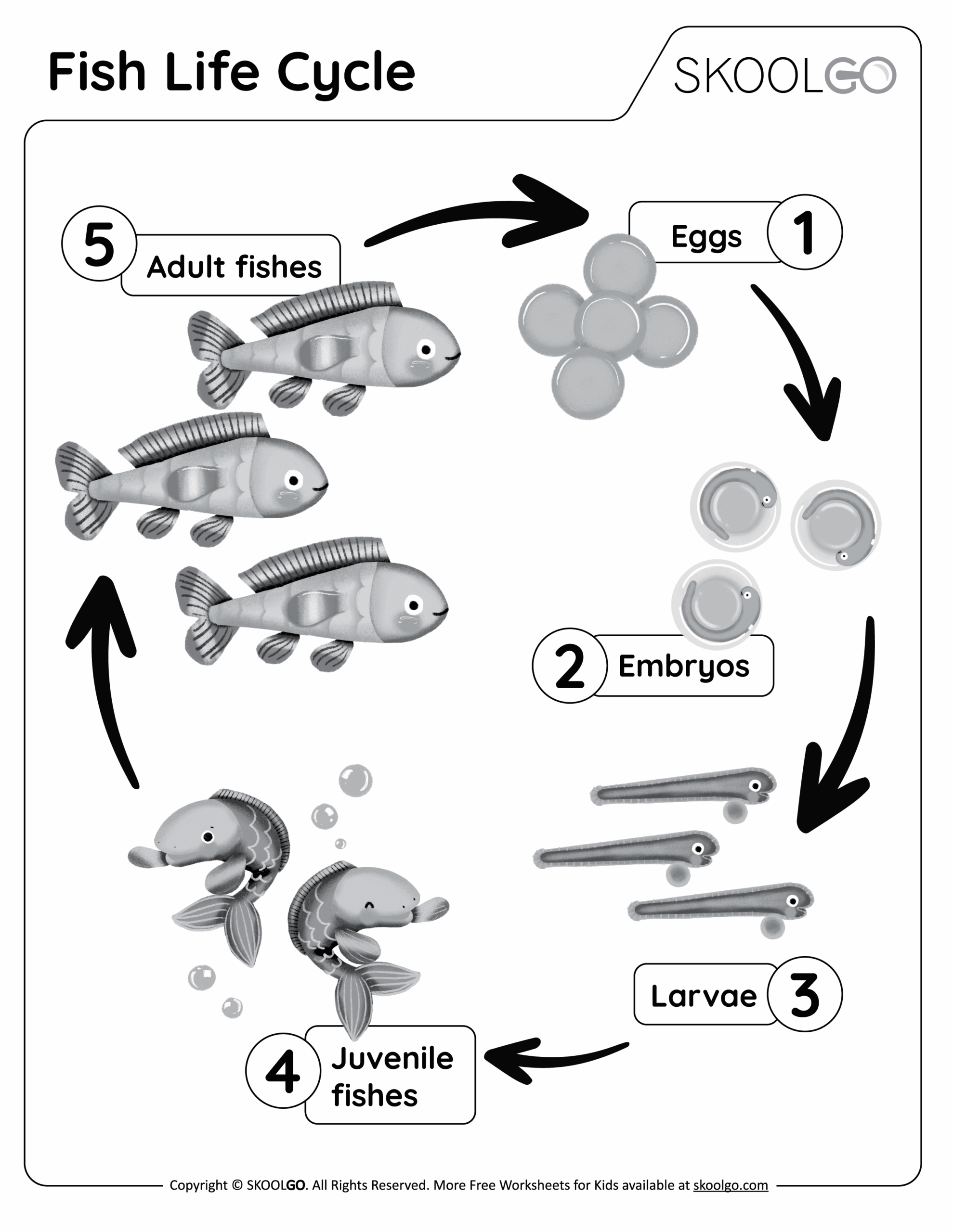 Fish Life Cycle Free Worksheet SKOOLGO Fish Life Cycle Free Worksheet SKOOLGO