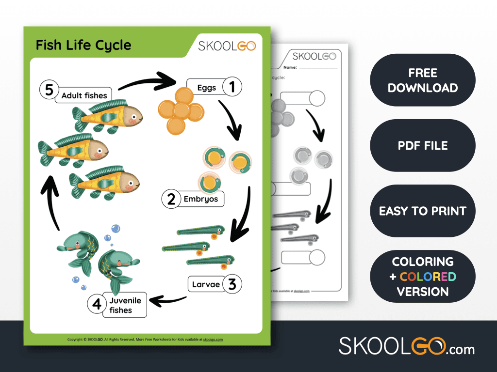 Fish Life Cycle Free Worksheet SKOOLGO Fish Life Cycle Free Worksheet SKOOLGO