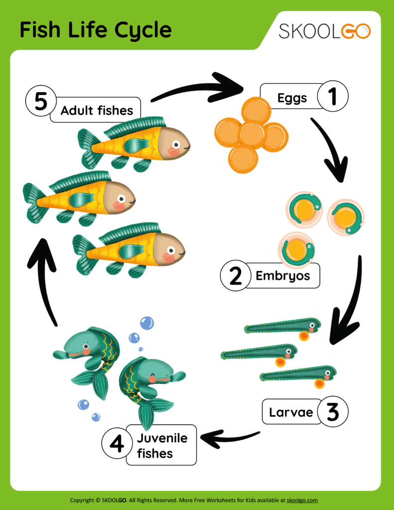 Life Cycle of a Fish Worksheet Life Cycle of a Fish Worksheet