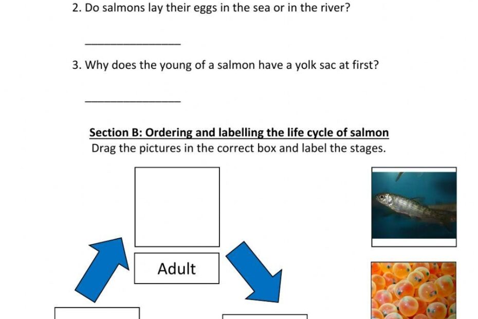 Fish Life Cycle Free Worksheet SKOOLGO Worksheets Library