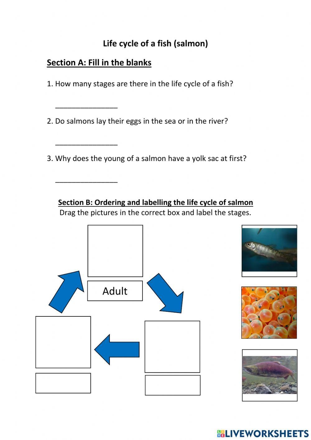 Fish Life Cycle Free Worksheet SKOOLGO Worksheets Library Fish Life Cycle Free Worksheet SKOOLGO Worksheets Library