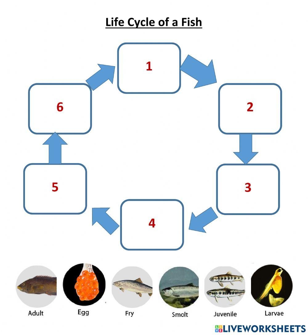 Fish Life Cycle Interactive Worksheet Live Worksheets Worksheets Fish Life Cycle Interactive Worksheet Live Worksheets Worksheets
