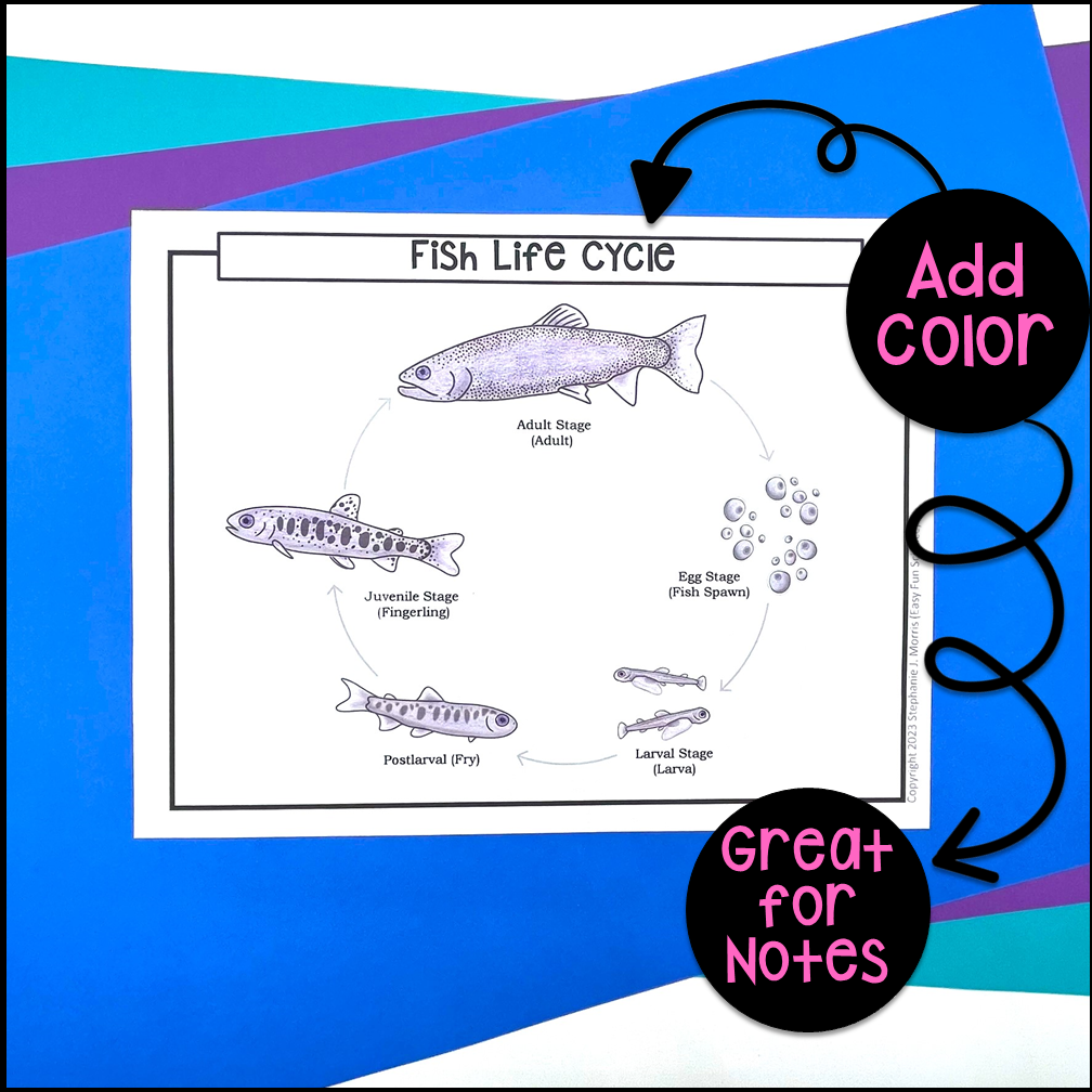 Fish Life Cycle Made By Teachers Worksheets Library Fish Life Cycle Made By Teachers Worksheets Library