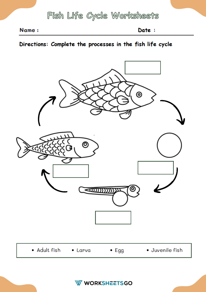 Fish Life Cycle Worksheets WorksheetsGO