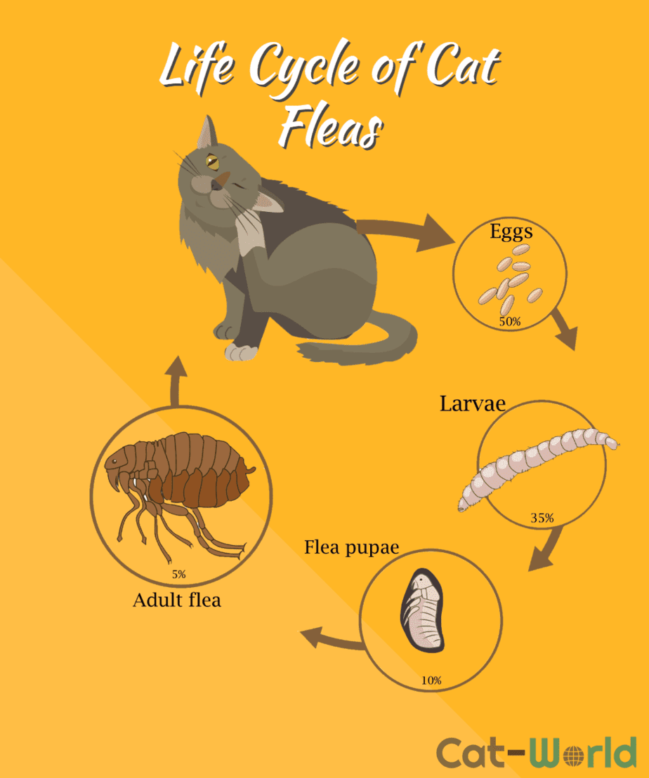 Flea life cycle Cat World Flea life cycle Cat World