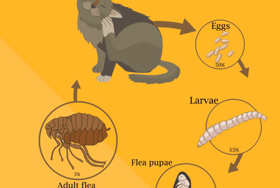 Flea life cycle Cat World