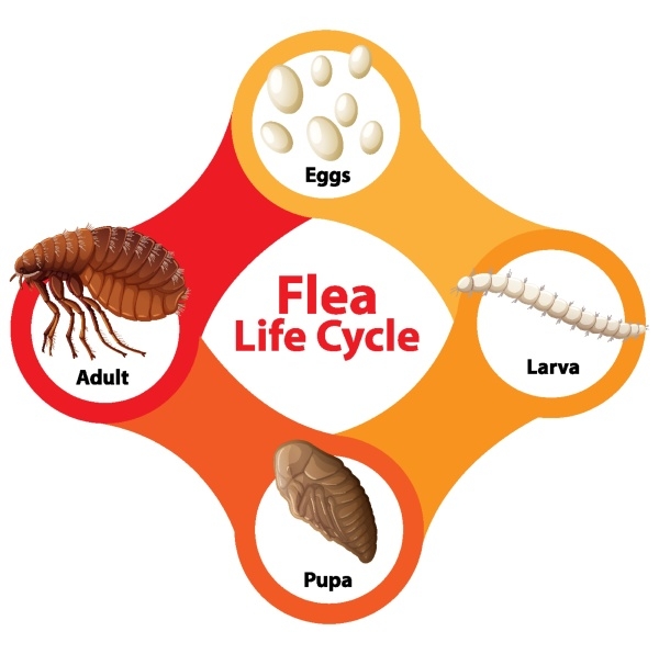 Flea Life Cycle Flea Life Cycle