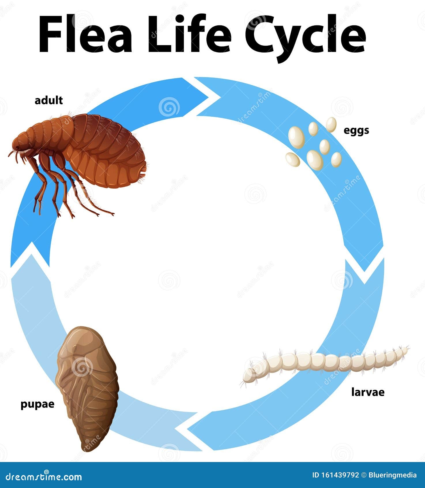 Flea Life Cycle Diagram Flea Life Cycle Diagram