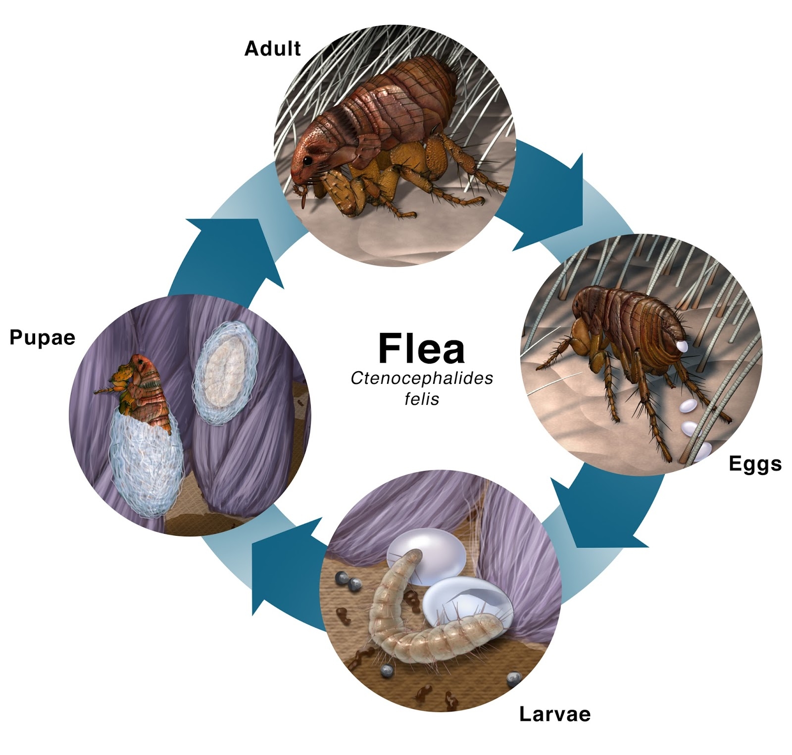 Flea Life Cycle Flea Life Cycle