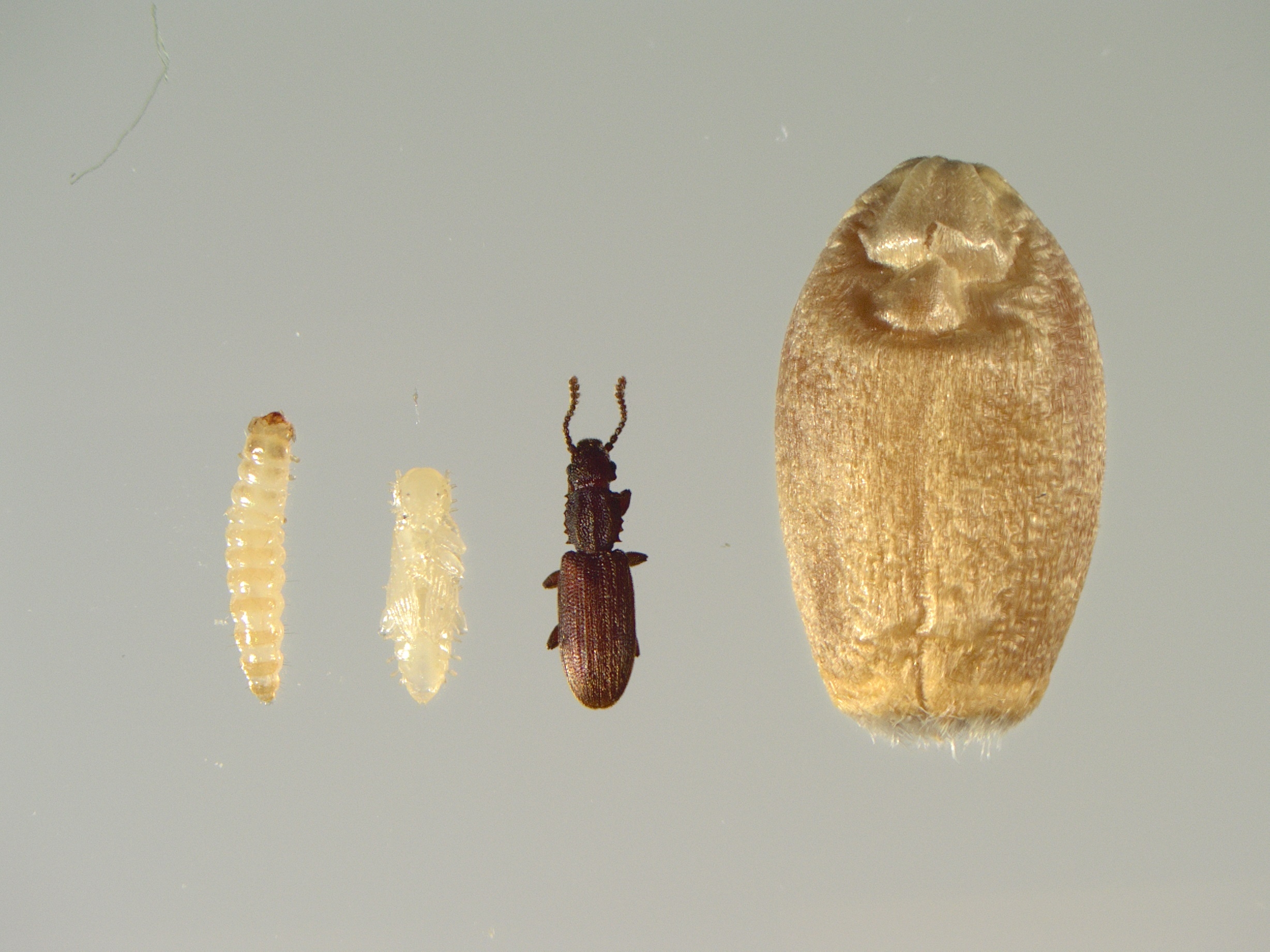 Flour Beetle Life Cycle Flour Beetle Life Cycle