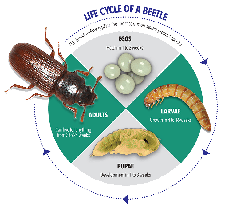 Flour Beetle Life Cycle Flour Beetle Life Cycle