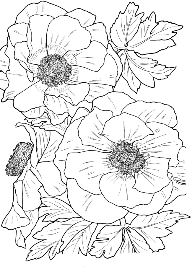 flower coloring sheets for adults flower coloring sheets for adults