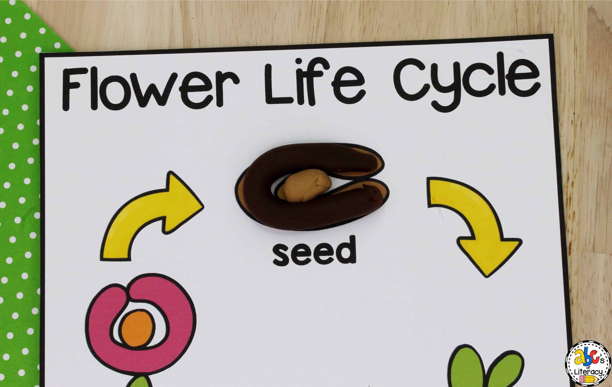 Flower Life Cycle Play Dough Mat For Sensory Play Flower Life Cycle Play Dough Mat For Sensory Play