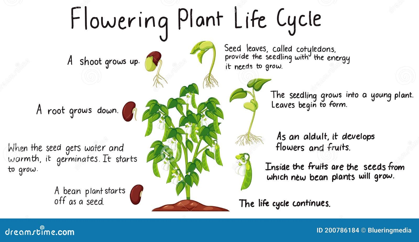 Flower Plant Life Cycle Isolated On Whit Background For Education Stock Flower Plant Life Cycle Isolated On Whit Background For Education Stock