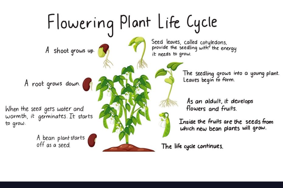 Flower Plant Life Cycle Isolated On Whit Vector Image