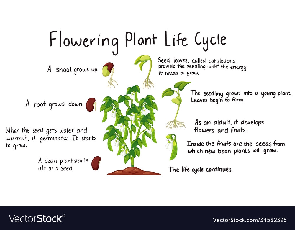 Flower Plant Life Cycle Isolated On Whit Vector Image Flower Plant Life Cycle Isolated On Whit Vector Image
