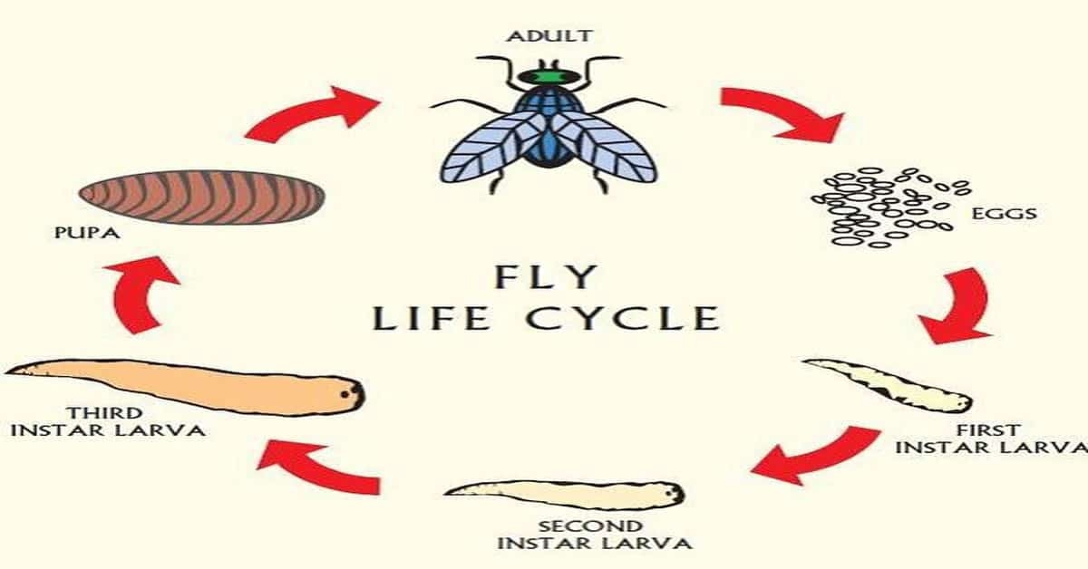Fly Life Cycle Learn About Nature Fly Life Cycle Learn About Nature