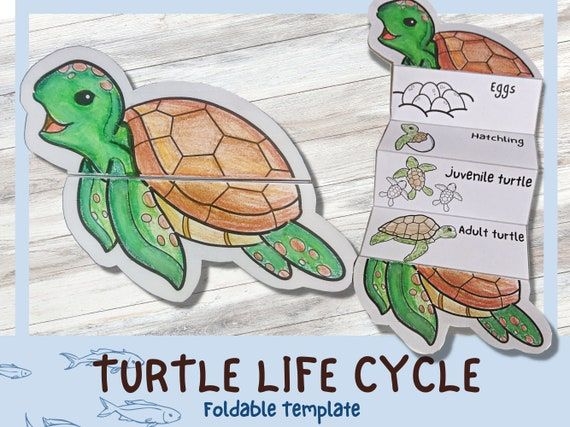 Foldable Turtle Life Cycle Learning Activity For Kids A4 And 11x8 5