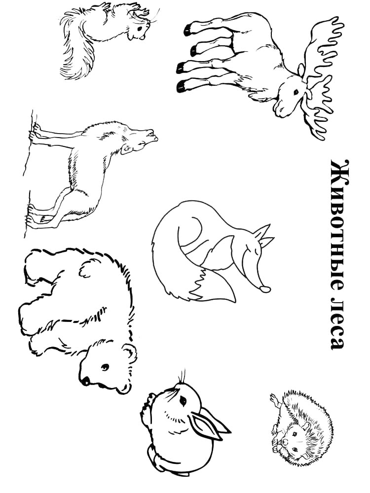 Forest Animals Coloring Pages Forest Animals Coloring Pages