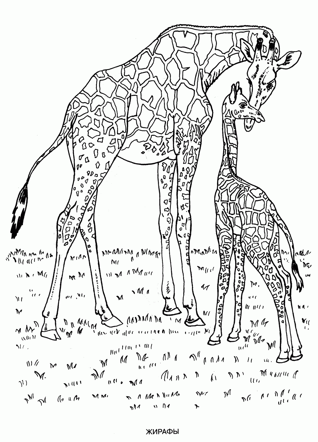 free animal coloring sheets free animal coloring sheets