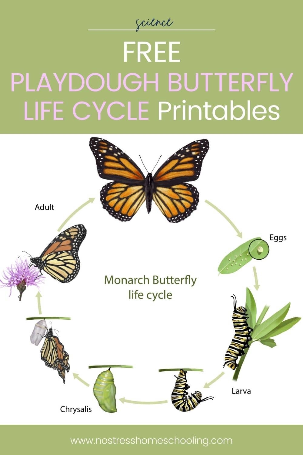 Free Butterfly Life Cycle 2024 Free Meade Sibilla Free Butterfly Life Cycle 2024 Free Meade Sibilla