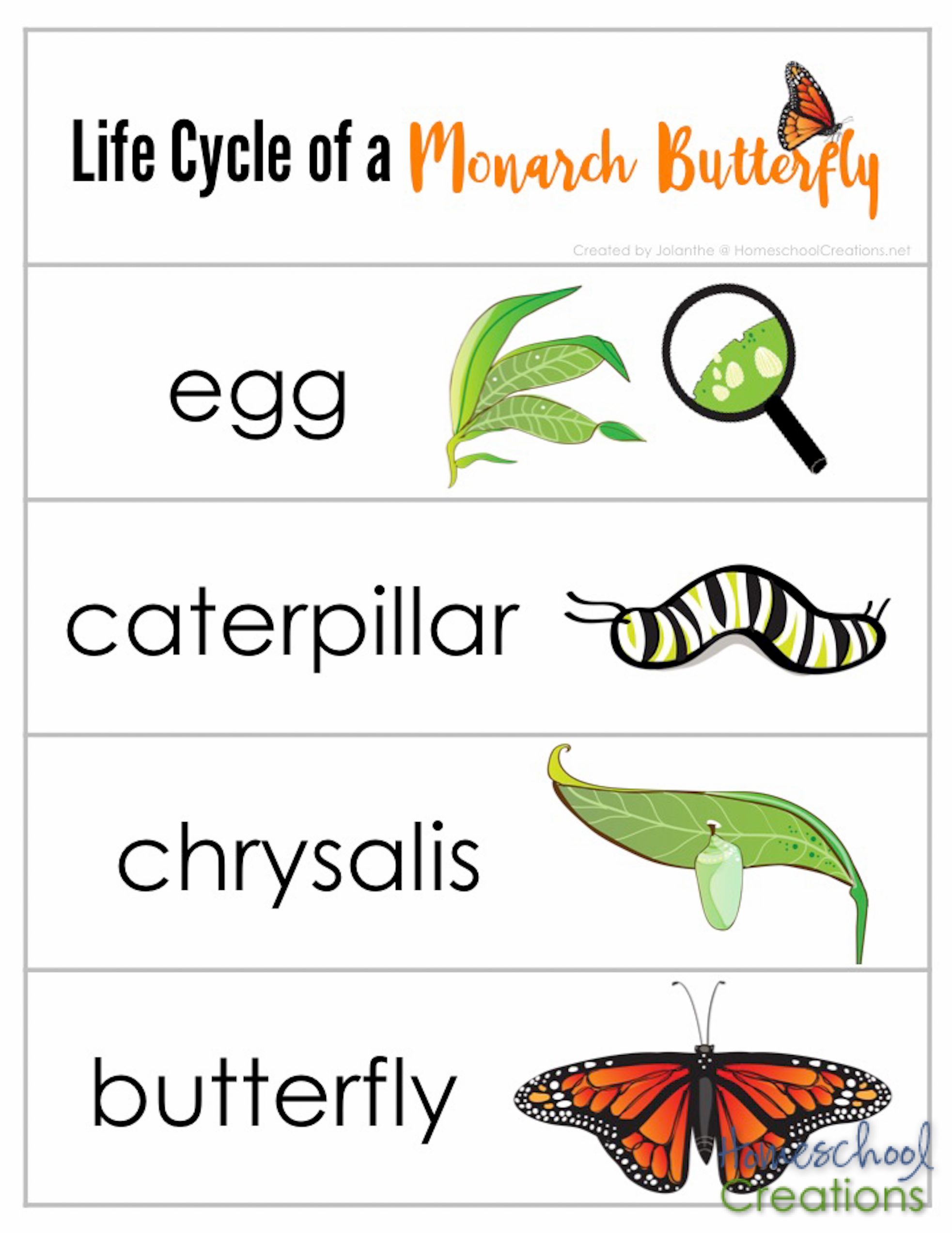 Free Butterfly Life Cycle Printables Free Butterfly Life Cycle Printables