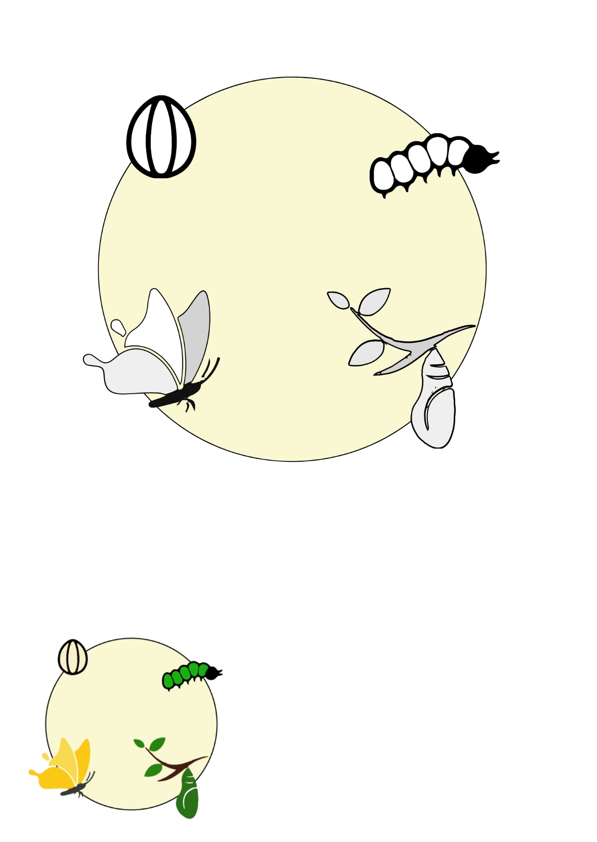 Butterfly Metamorphosis Coloring Page