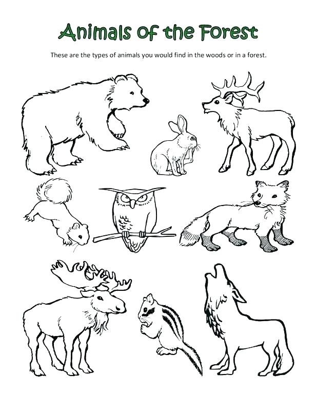 Free Coloring Pages Forest Animals Coloring Pages Free Coloring Pages Forest Animals Coloring Pages