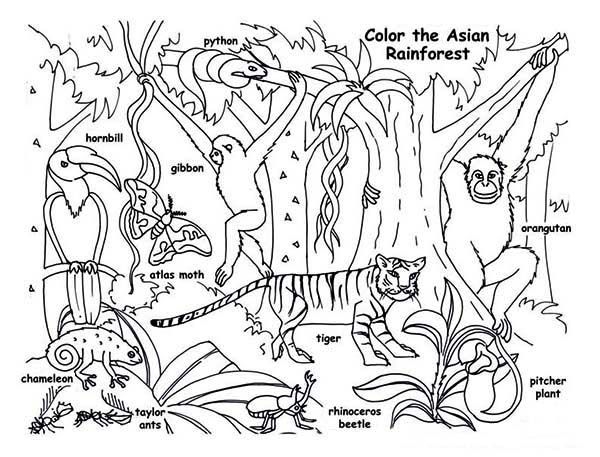 coloring pages of rainforest animals free printable coloring pages of rainforest animals free printable