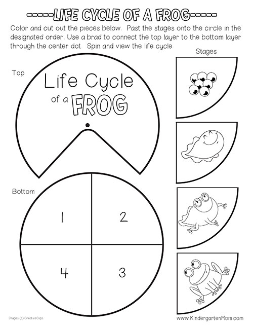 free printable life cycle frogs