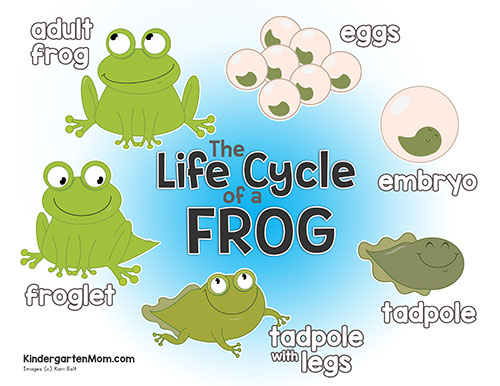 Free Frog Life Cycle Printables From Kindergarten Mom Includes Frog