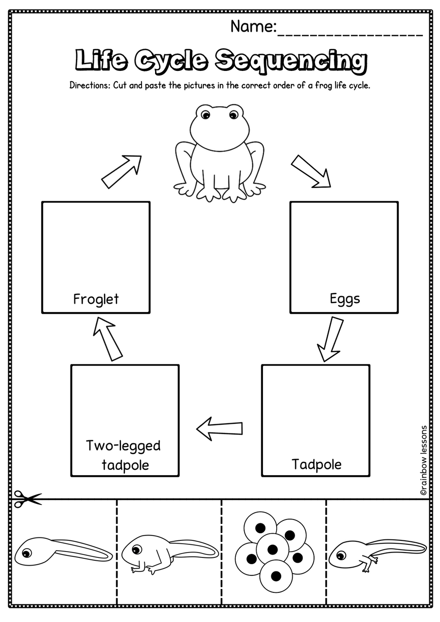 frog life cycle worksheet pdf frog life cycle worksheet pdf