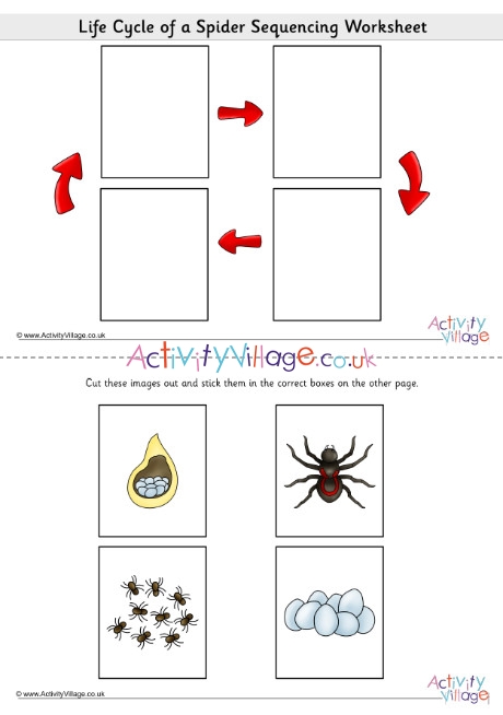 Insect Life Cycle Worksheet Insect Life Cycle Worksheet